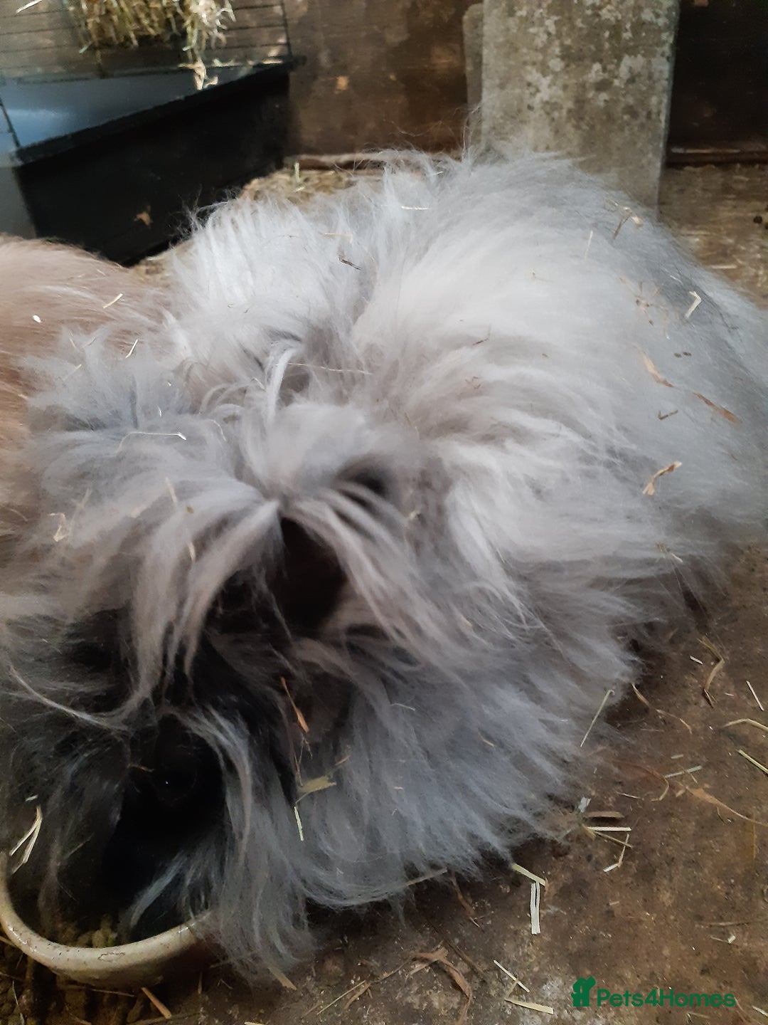 Angora rabbits for sale: Angora bunnies, mother and daughter - Image 7