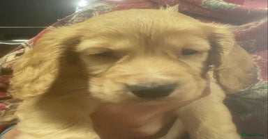 Cocker Spaniel dogs - Advert 2