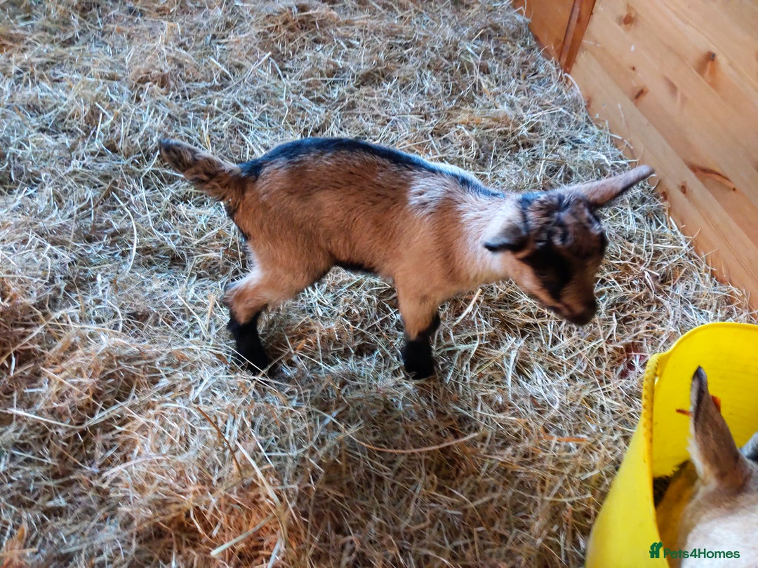 Goats livestock for sale: Rare breed English Grade A female Goats for sale - Image 8