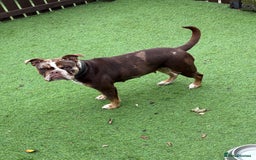 Old Tyme Bulldog dogs for sale: Female for rehoming  - Image 3