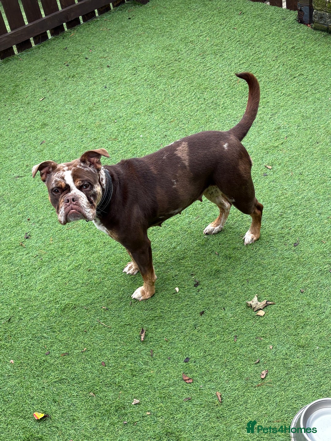 Old Tyme Bulldog dogs for sale: Female for rehoming  - Image 3