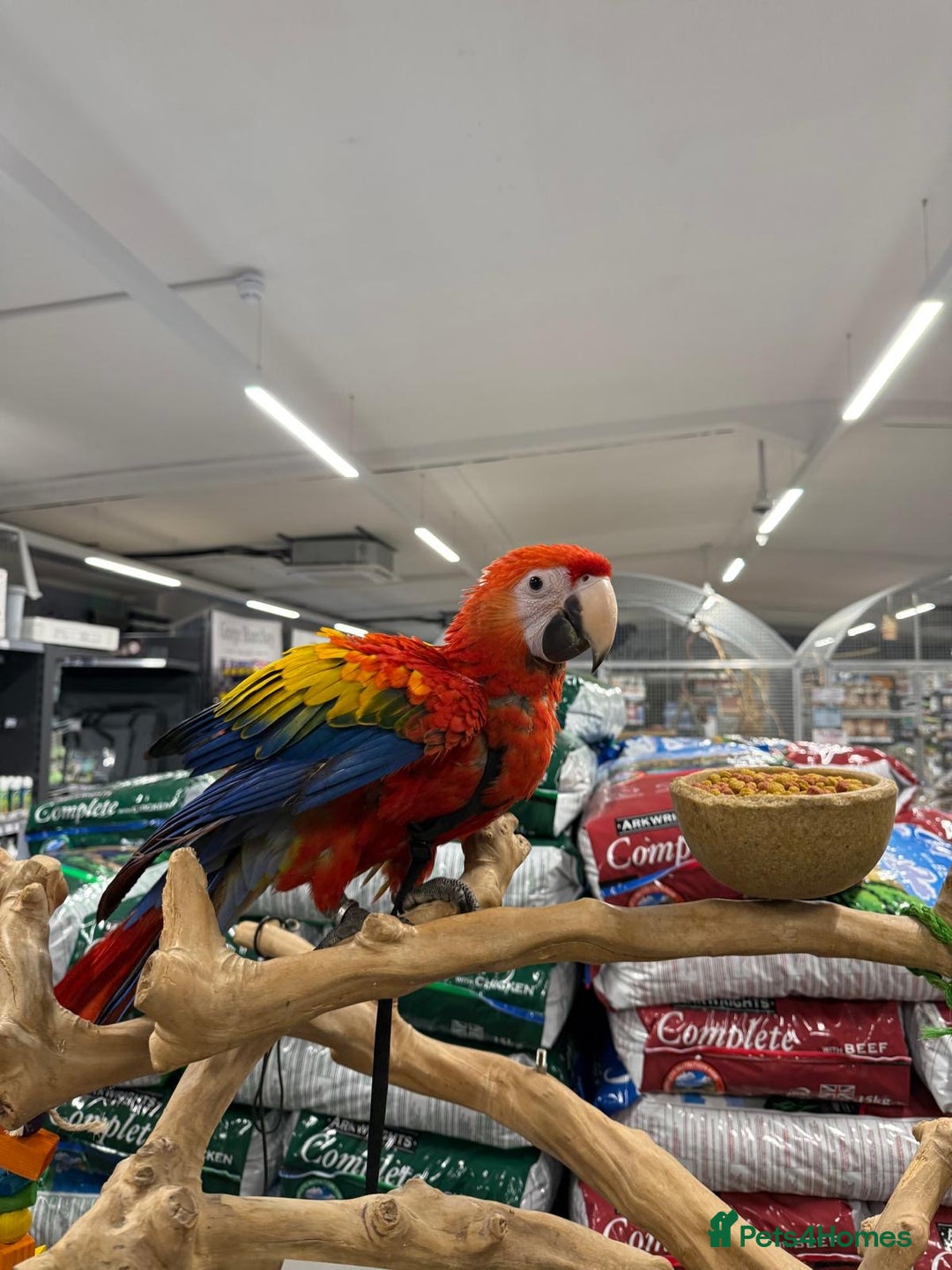 Macaws birds for sale: Handreared Harnessed trained baby Scarlet - Advert 1
