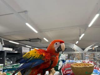 Macaws birds Handreared Harnessed trained baby Scarlet - Advert 2