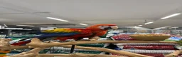 Macaws birds for sale: Handreared Harnessed trained baby Scarlet - Advert 2