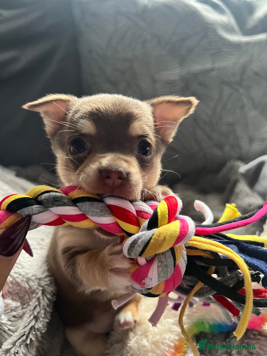 Chihuahua dogs for sale: Chocolate & tan female - Advert 3