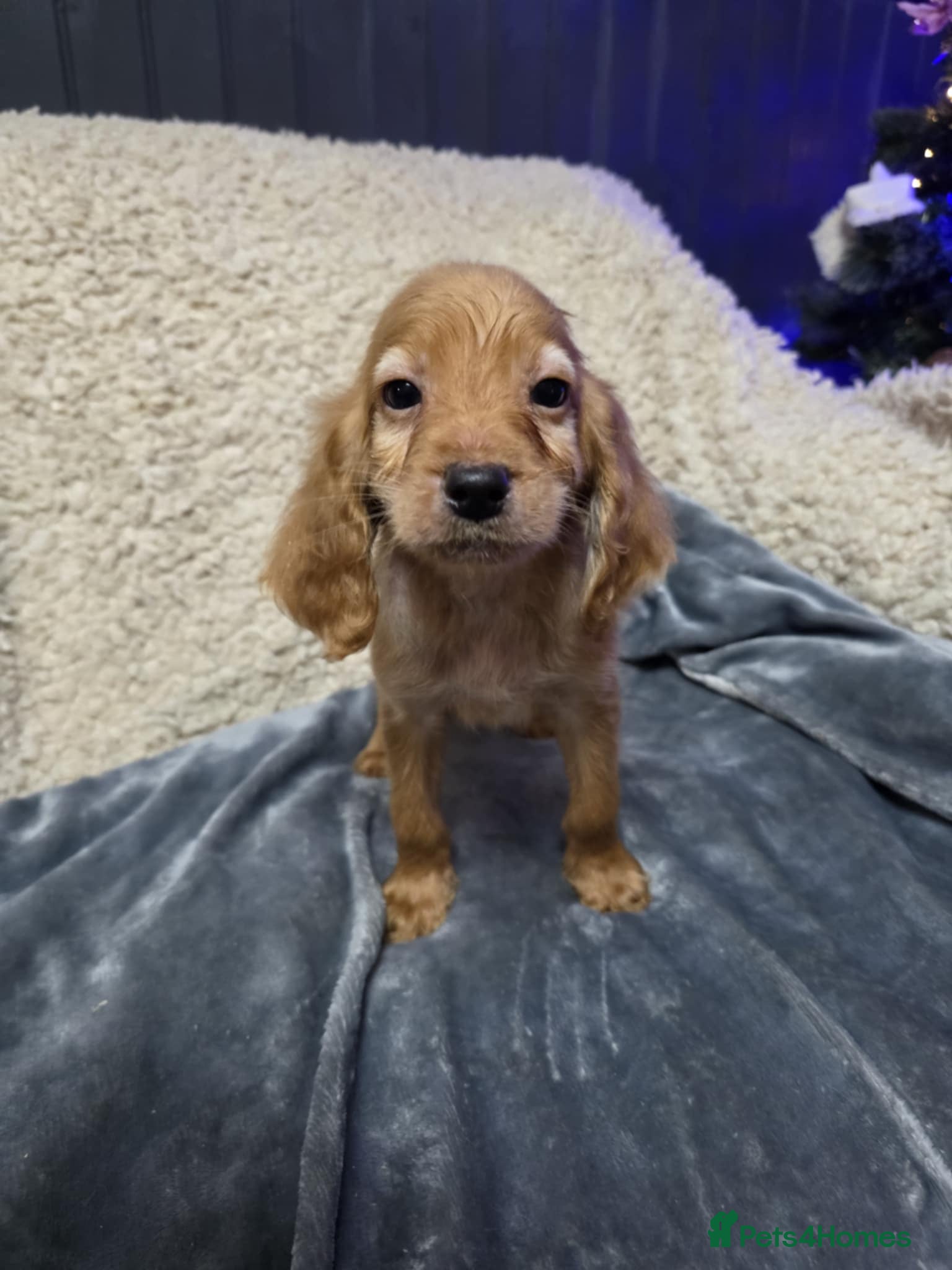 Irish Doodle dogs ONE wee boy  remaining 💙 READY NOW   - Advert 5