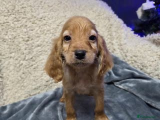 Irish Doodle dogs ONE wee boy remaining 💙 READY NOW - Advert 12