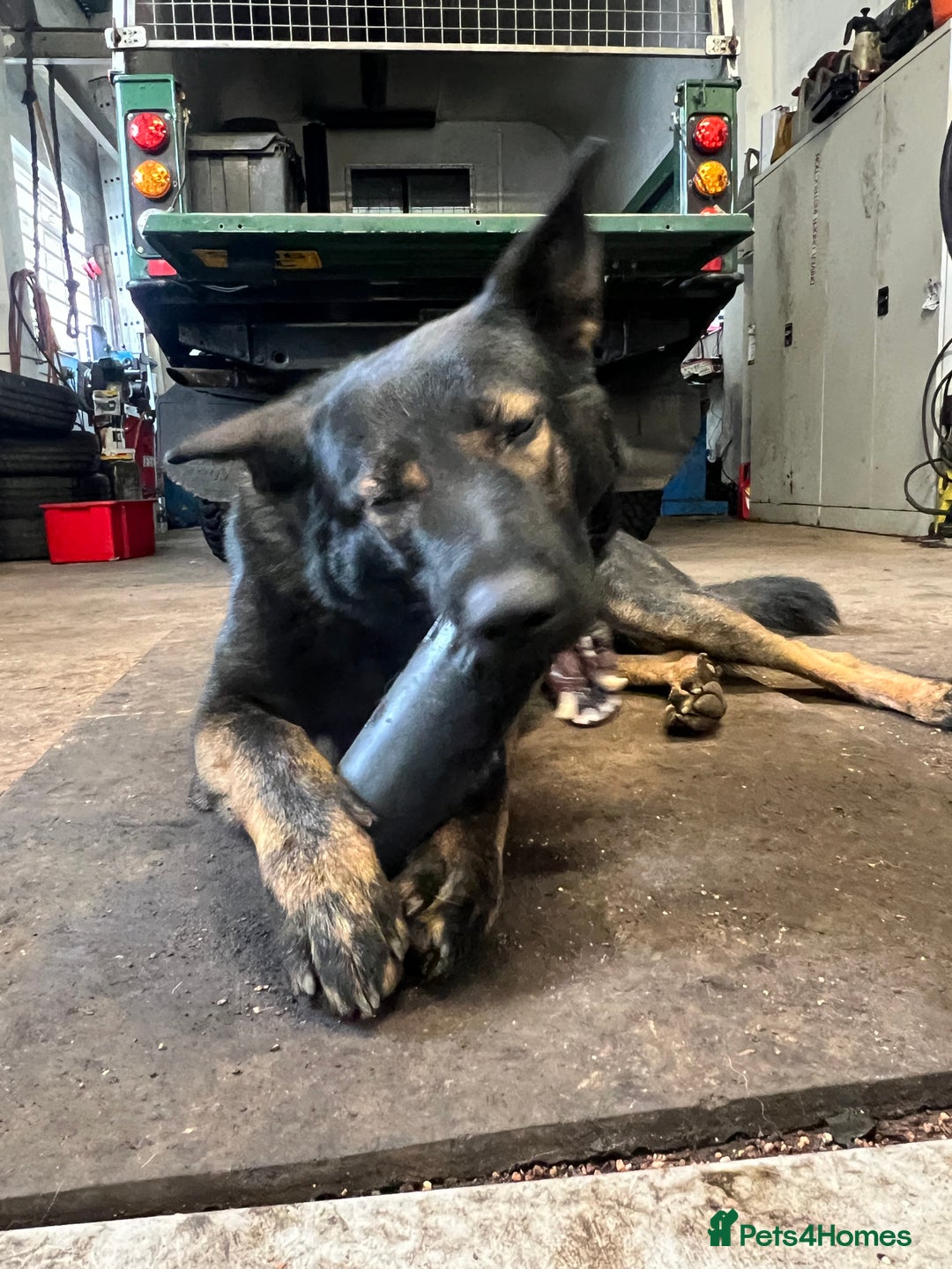 Mixed Breed dogs for sale: 3 year old German Shepard x Belgium shepherd  - Image 2