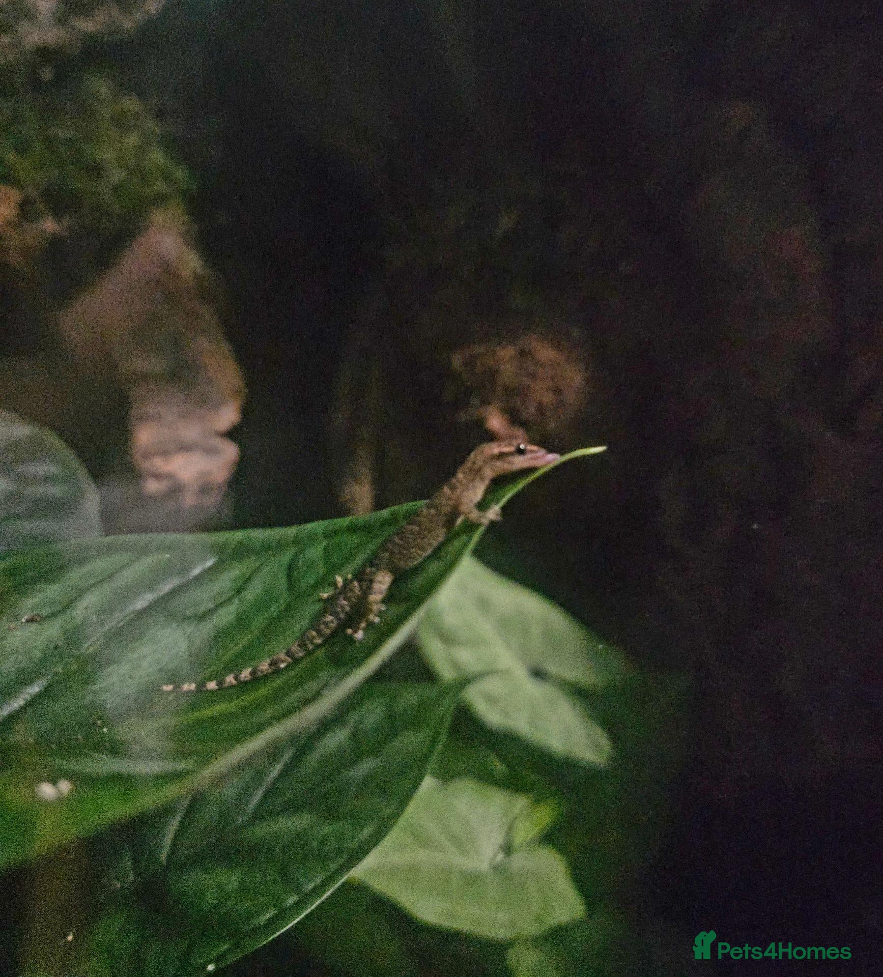 Gecko reptiles Mourning geckos + Viv - Advert 1