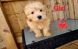 Maltipoo dogs for sale: Adorable Maltipoo Puppies for sale-ONE BOY LEFT - Image 4