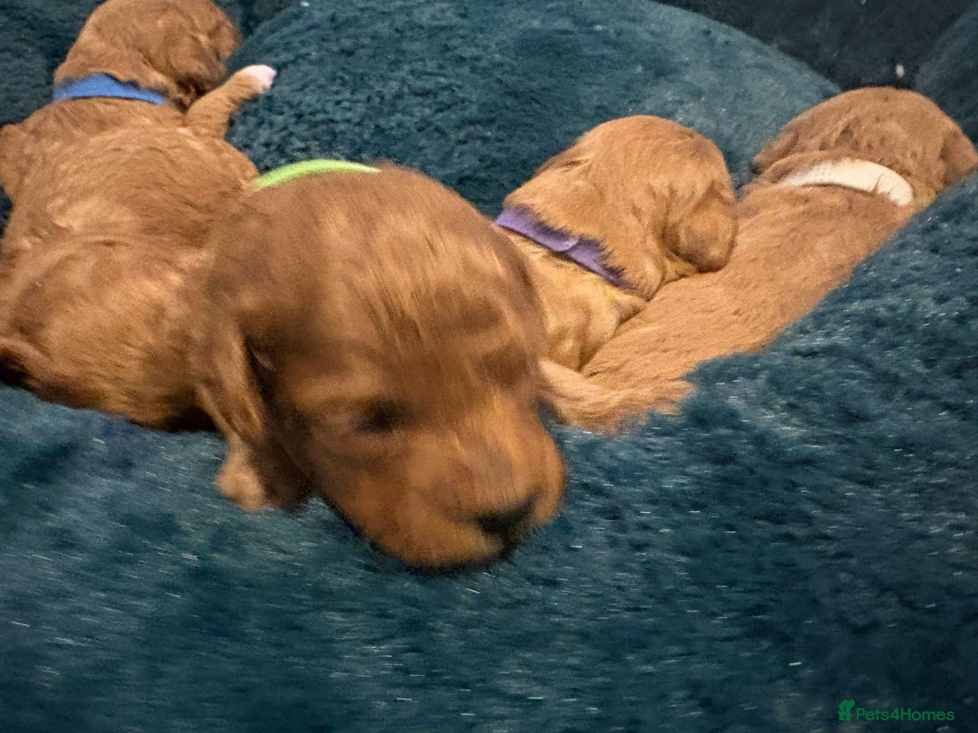 Cavapoo dogs for sale: Gorgeous and adorable F1b toy cavapoo puppies  - Image 7