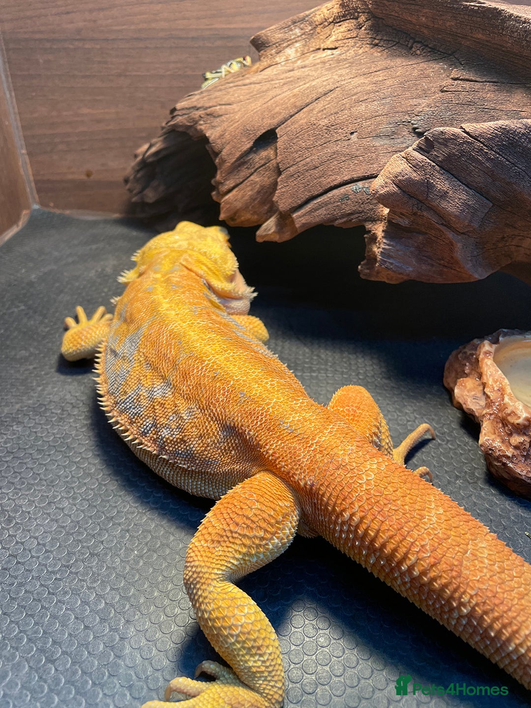 Bearded Dragon reptiles for sale: Bearded Dragon+Set - Advert 7