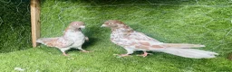 Pigeons birds for sale: Vaccinated Pakistani Pigeons – 20 Pairs - Advert 5
