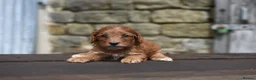 Cockapoo dogs for sale: Fox red Amazing obedience champion cockapoo pups  - Advert 7