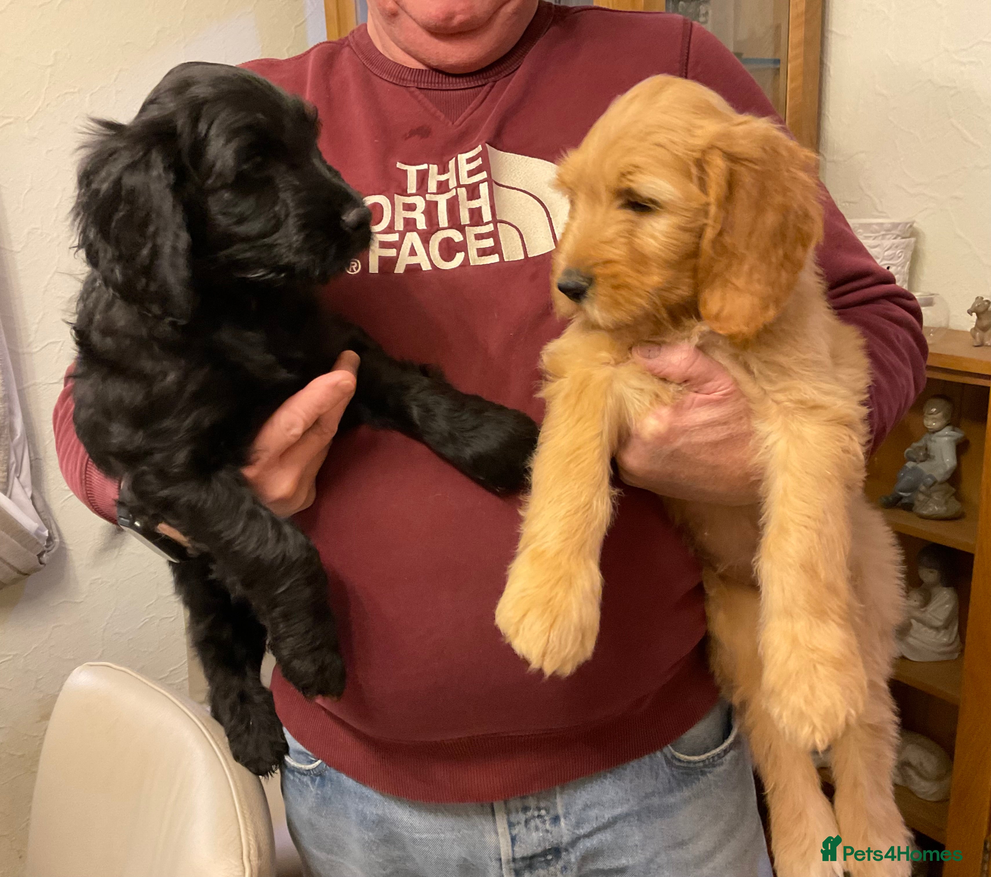 Mixed Breed dogs Beautiful Goldendoodle/Spangold Retriever Puppies - Advert 6