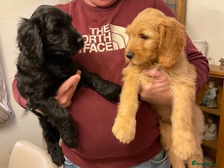 Mixed Breed dogs Beautiful Goldendoodle/Spangold Retriever Puppies - Advert 2