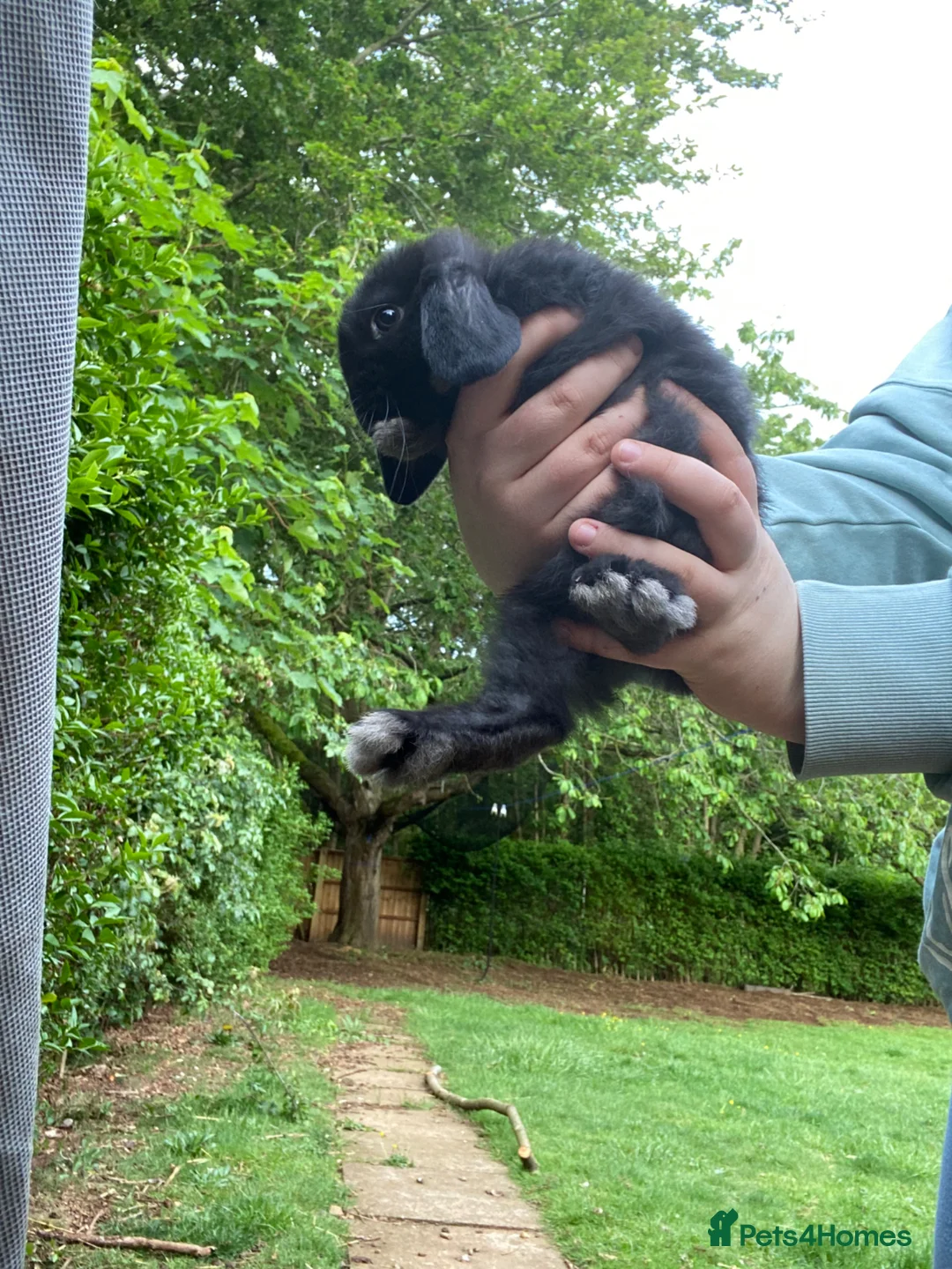Mini Lop rabbits for sale: -One Gorgeous Mini Lop for Sale-  - Advert 2