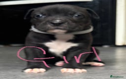 Mixed Breed dogs for sale: Cane Corso x American Bulldog puppies  - Image 14