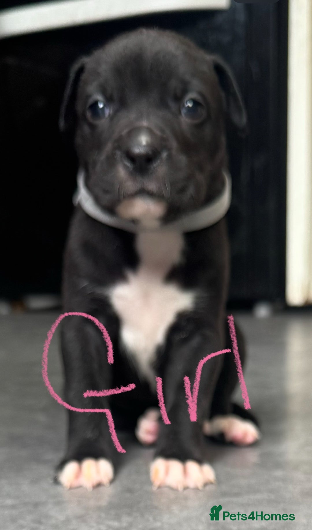 Mixed Breed dogs for sale: Cane Corso x American Bulldog puppies  - Image 14