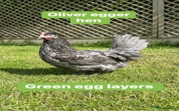 Chickens poultry for sale: Coloured hybrid hens at pol - Image 16