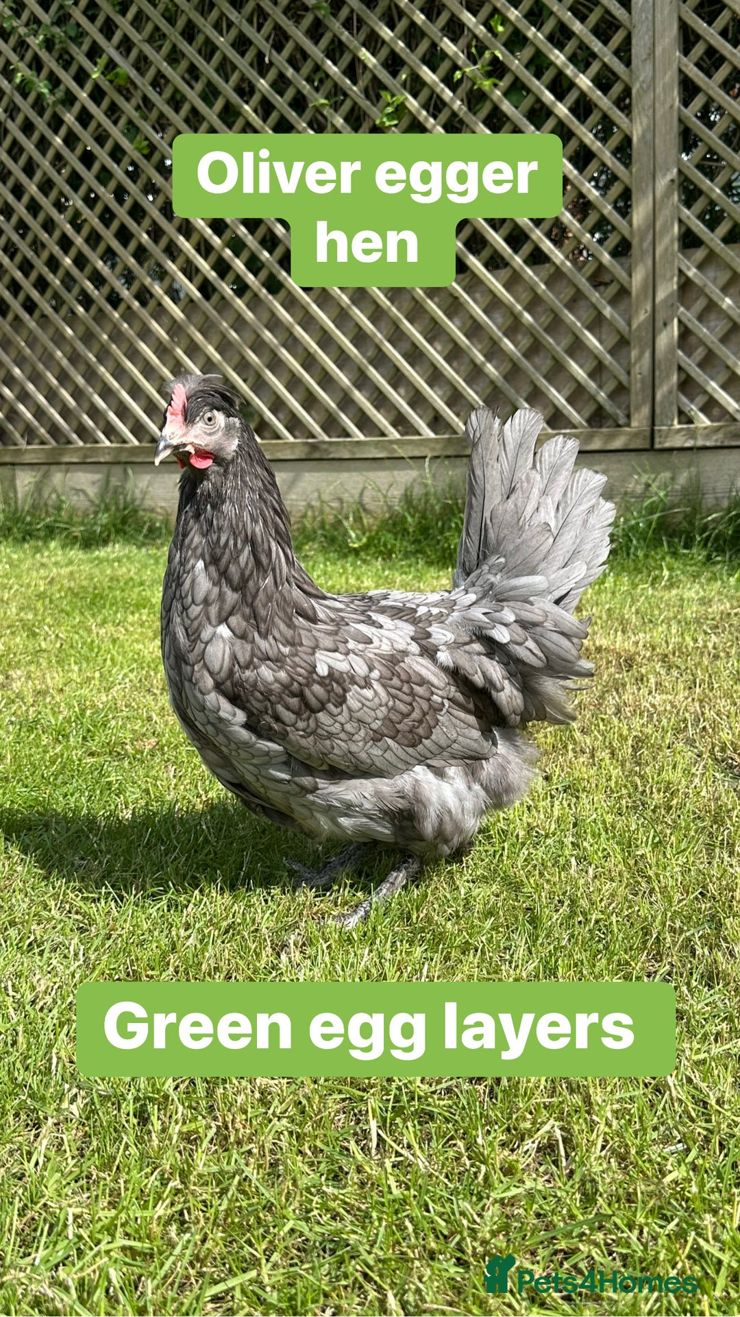 Chickens poultry for sale: Coloured hybrid hens at pol - Image 16