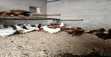 Chickens poultry in Deeside - Advert 6