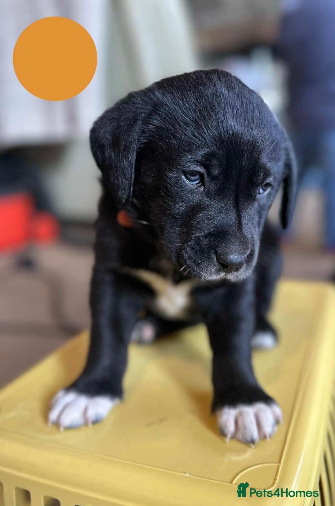 Borador dogs for sale: Pups - Labrador x Collie  - Advert 6