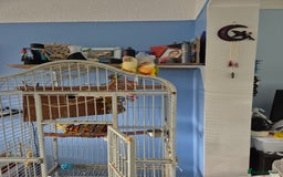 Conures birds for sale: pair of conures for sale - Image 8