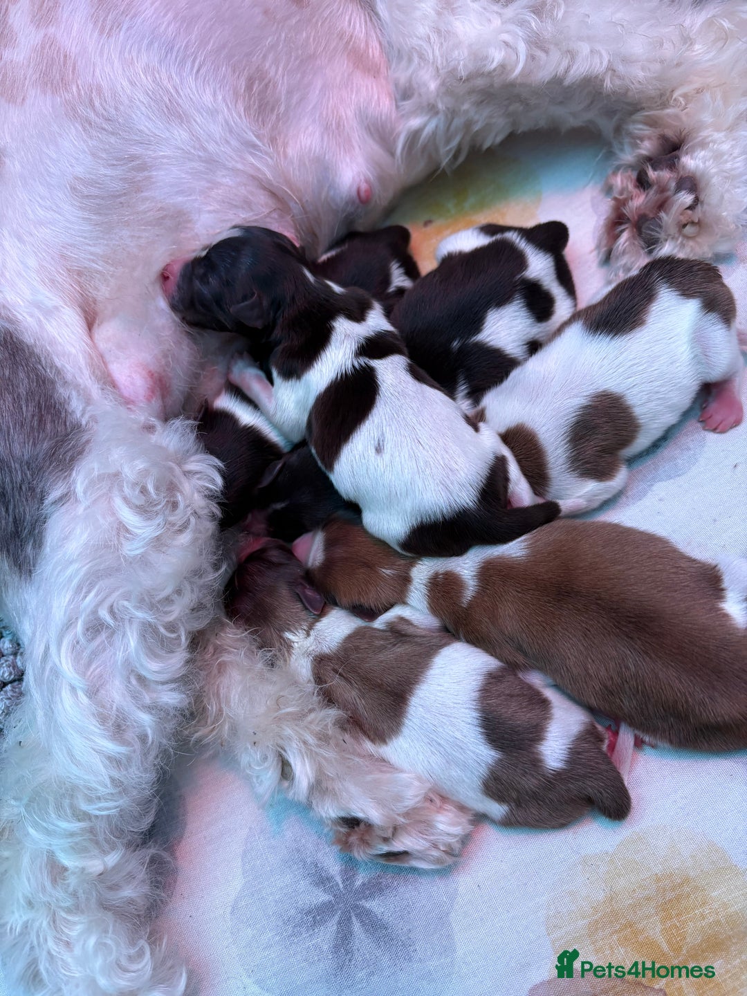 Miniature Schnauzer dogs for sale: miniature schnauzers (American lines) - Advert 13