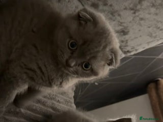 Scottish Fold cats Scottish fold (female) - Advert 1