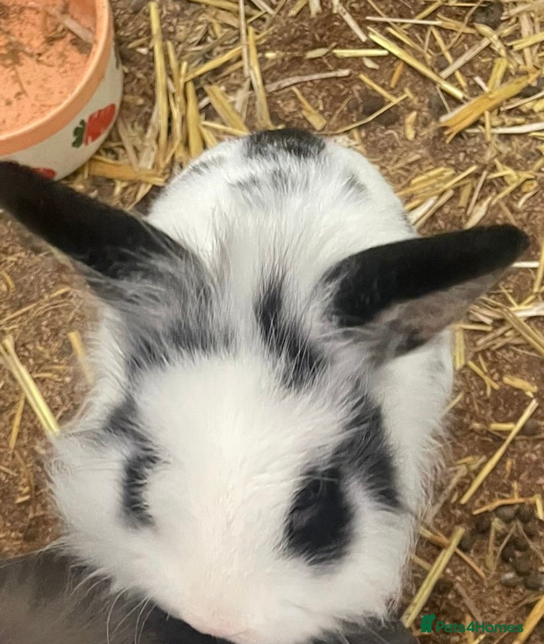 Lionhead rabbits for sale: Male Lionhead Rabbit - Advert 3