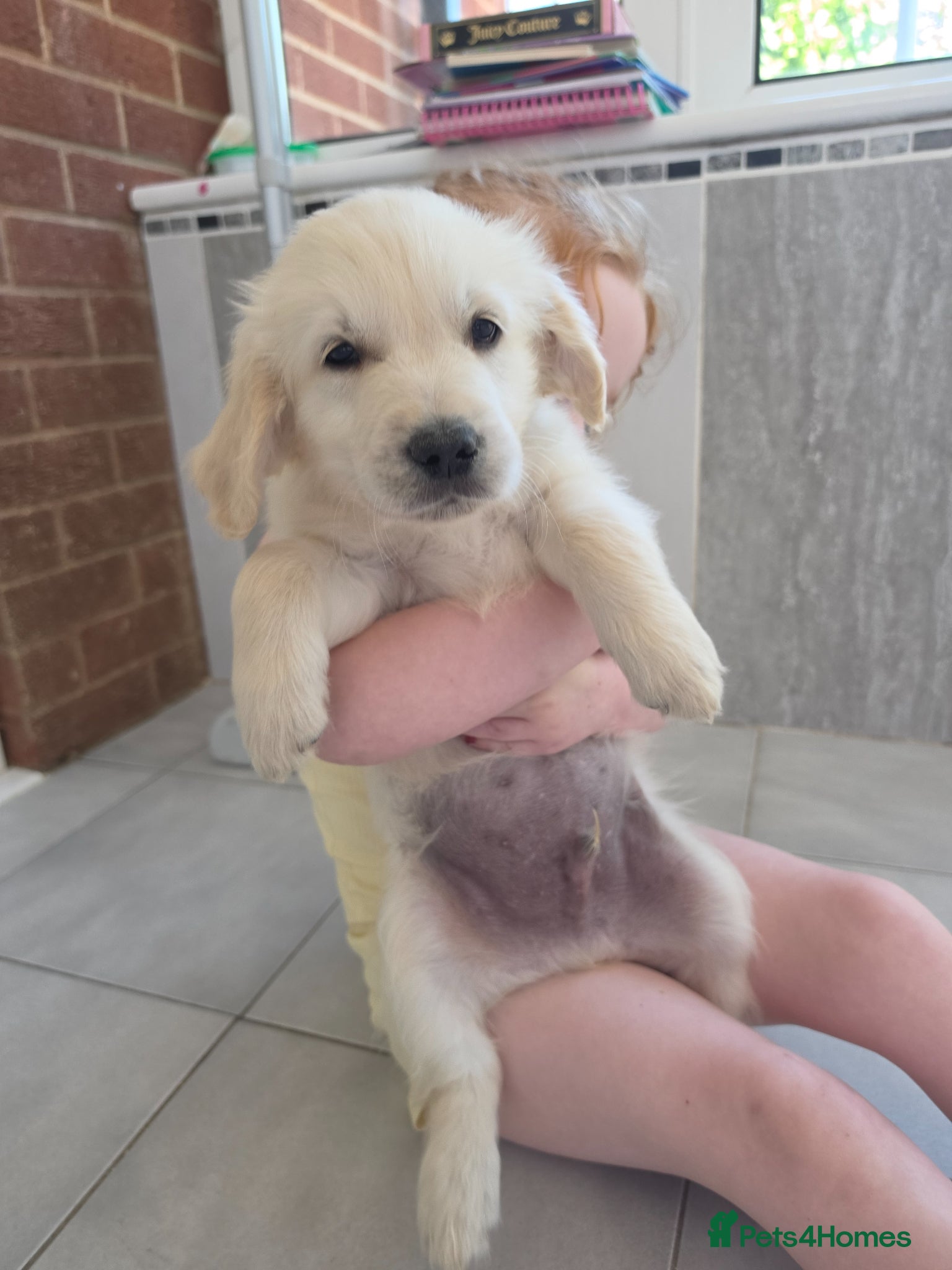 Golden Retriever dogs Reduced Male Golden Retriever - Advert 10