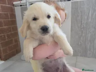 Golden Retriever dogs Reduced Male Golden Retriever - Advert 10