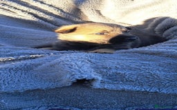 German Shepherd dogs for sale: German Shepherd poppers - Image 6