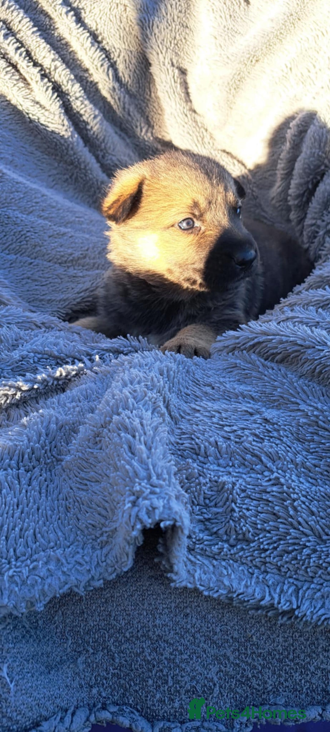 German Shepherd dogs for sale: German Shepherd poppers - Image 6