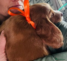 Cocker Spaniel dogs - Advert 7