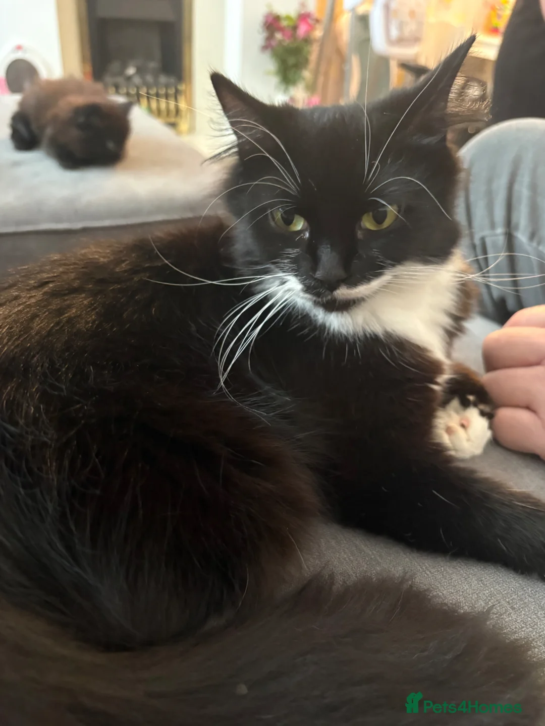 Mixed Breed cats for sale: Gorgeous kittens  - Advert 2