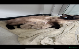 Ragdoll cats for sale: LAST ONE! Pedigree Ragdoll Kittens - REDUCED  - Image 9