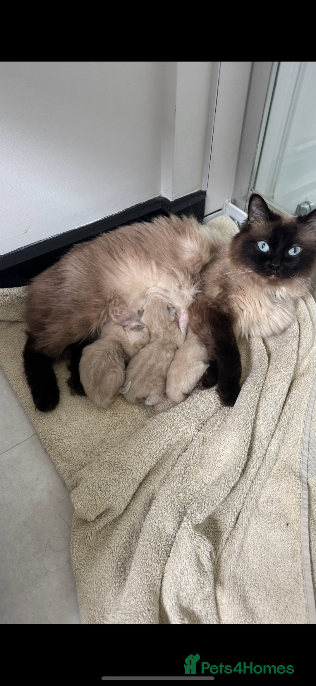 Ragdoll cats for sale: LAST ONE! Pedigree Ragdoll Kittens - REDUCED  - Image 9
