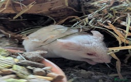 Mouse rodents for sale: Beautiful juvenile mice  - Image 8