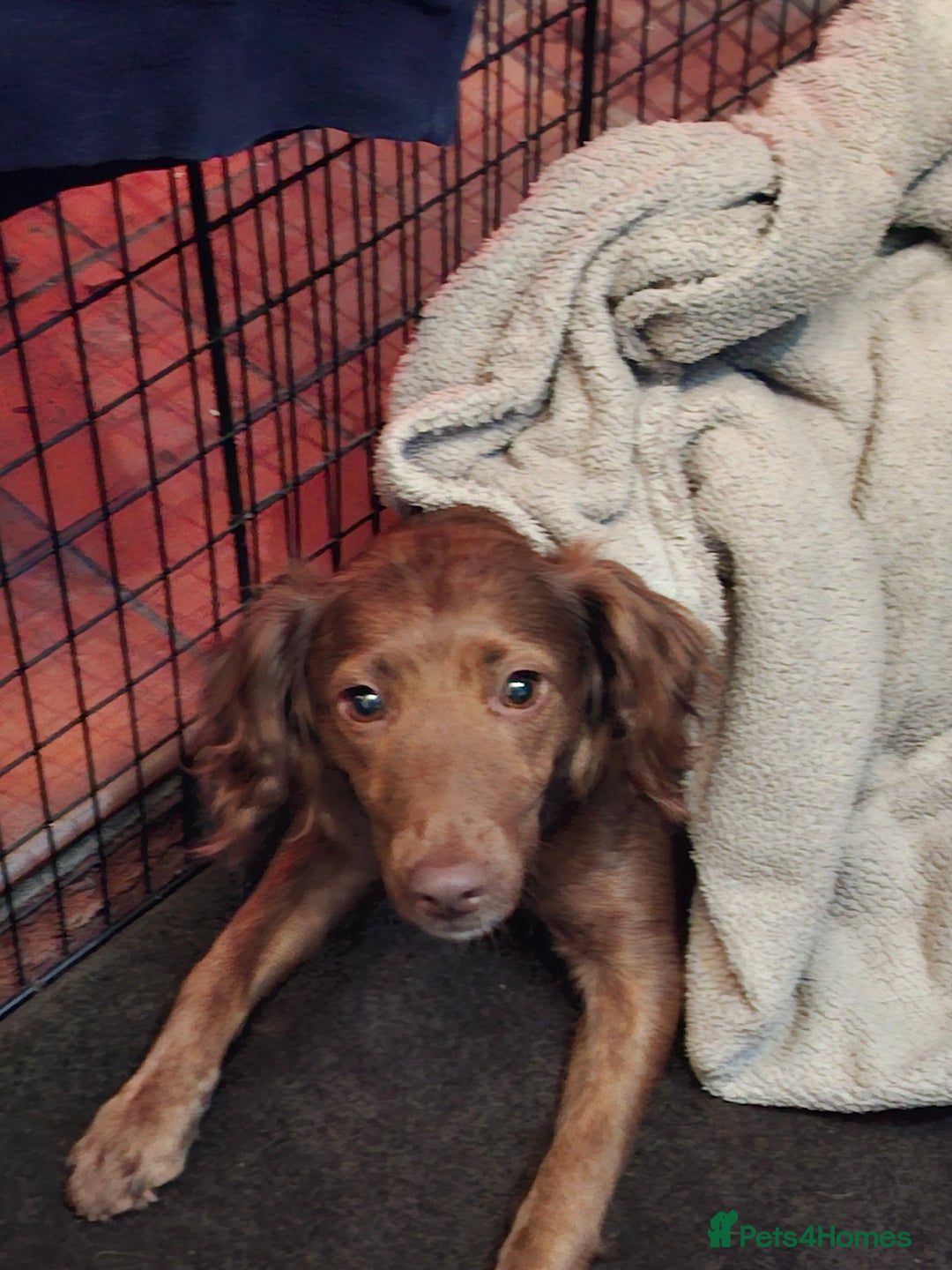 Mixed Breed dogs for sale: Puppies - Advert 7