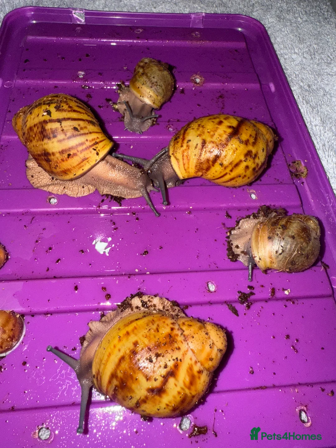 Snails invertebrates for sale: Ovum snails  - Advert 7