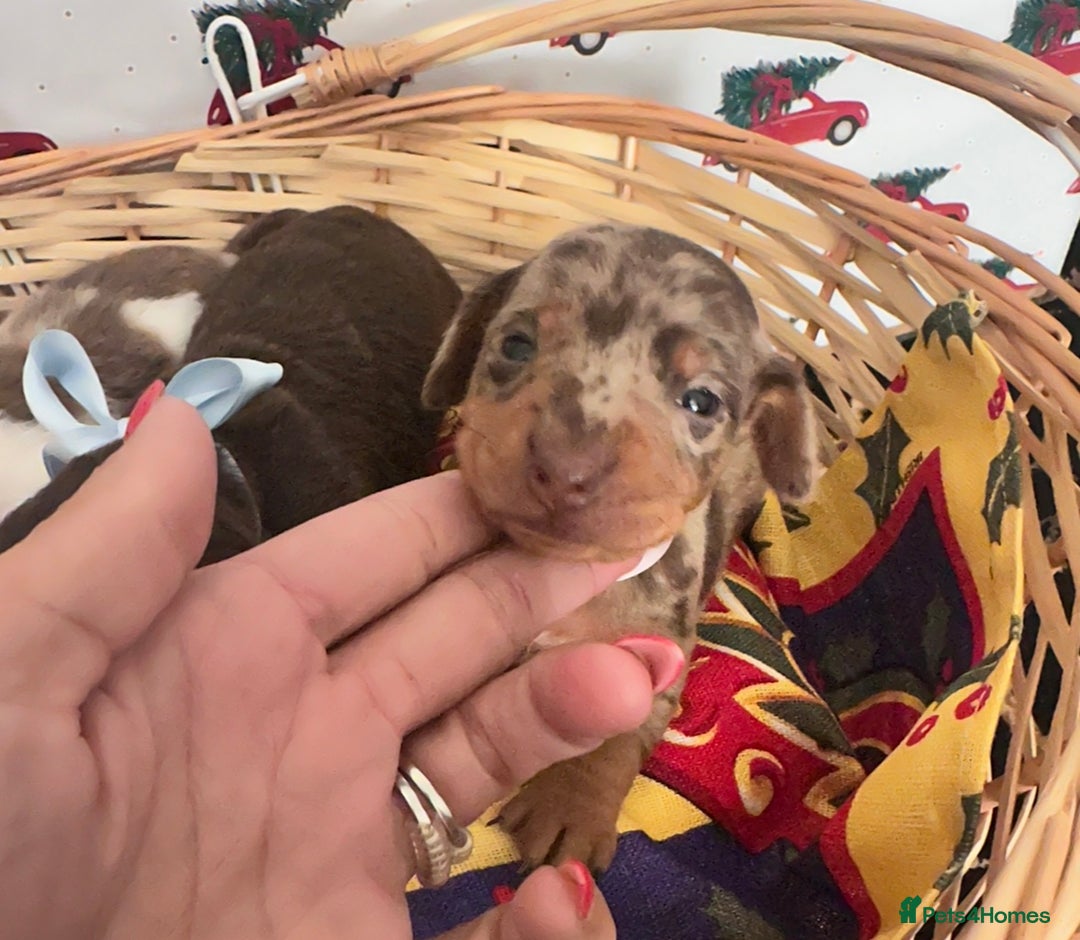 Dachshund dogs for sale: Dachshund  - Advert 15