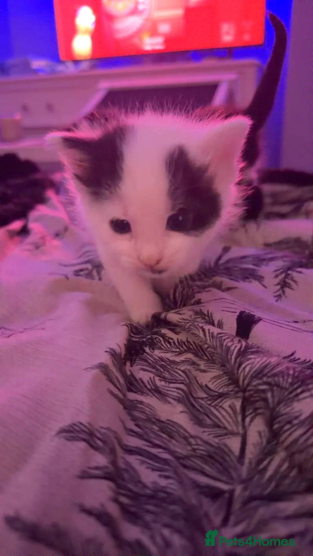 Mixed Breed cats for sale: 3 baby kittens for sale  - Advert 5