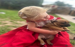 Staffordshire Bull Terrier dogs for sale: ONE MALE AVAILABLE 5* outstanding reds ✨✨✨ - Image 14