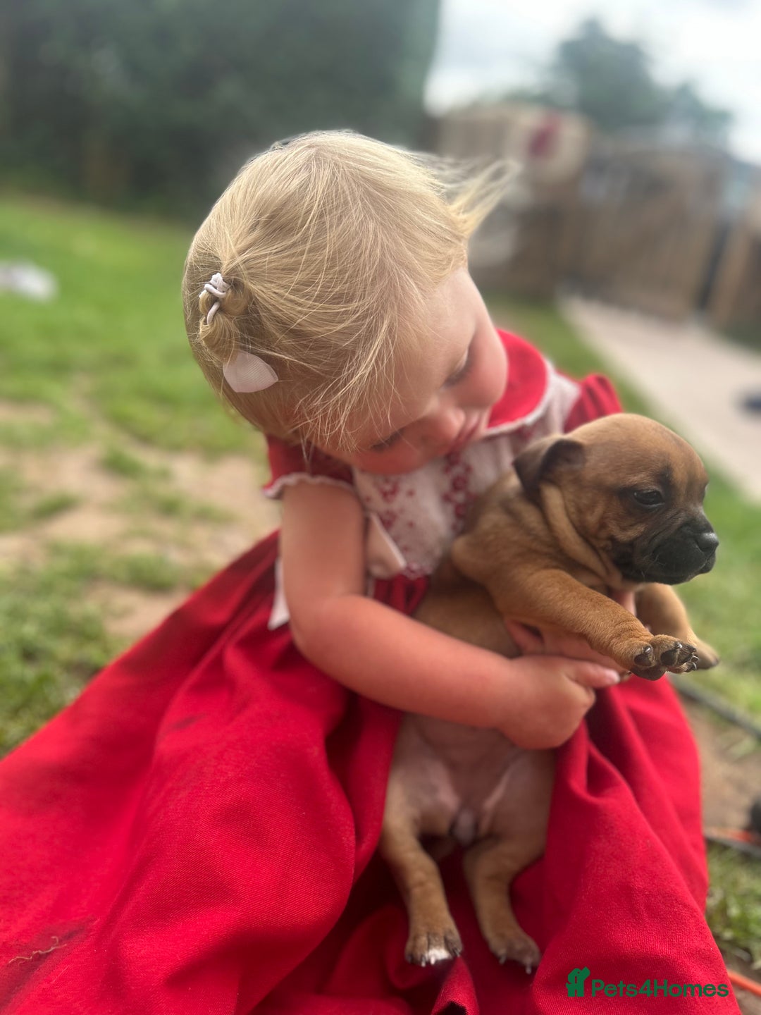 Staffordshire Bull Terrier dogs for sale: ONE MALE AVAILABLE 5* outstanding reds ✨✨✨ - Image 14