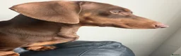 Miniature Dachshund dogs for sale: Miniature Dachshund for Rehoming in Birmingham - Advert 5