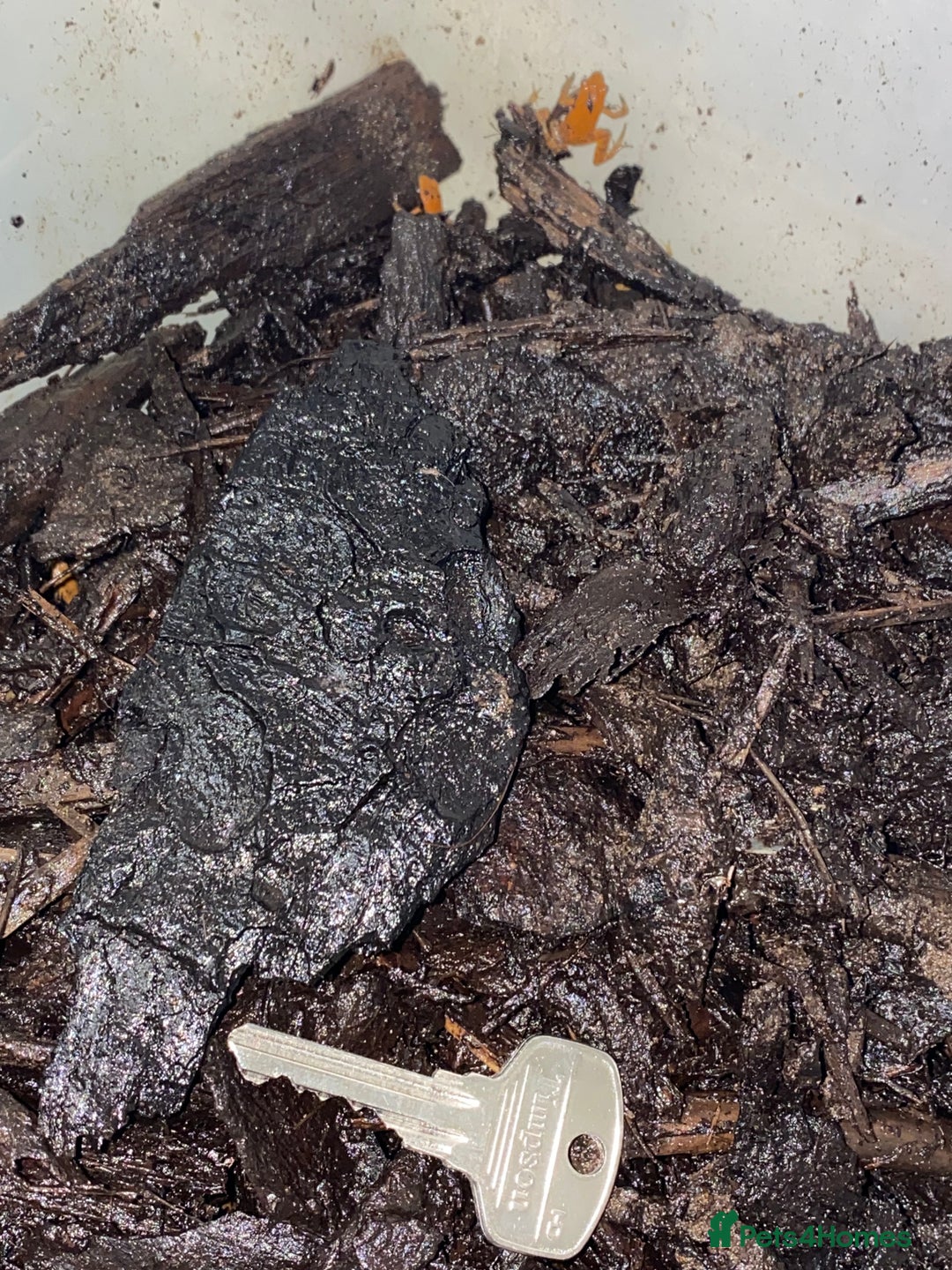 Frog reptiles for sale: UK Captive bred Mantella aurantiaca - Advert 3