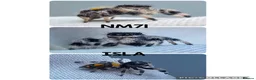Spiders invertebrates for sale: Phidippus regius jumping spider - Advert 5