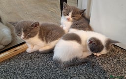 RagaMuffin cats for sale: 3 grey and white female kittens  - Image 18